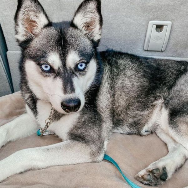 Why Klee Kai Puppies Are Amazing Companions Miniature Huskies for